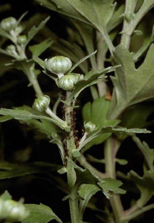 aphids on chrysanthemums 