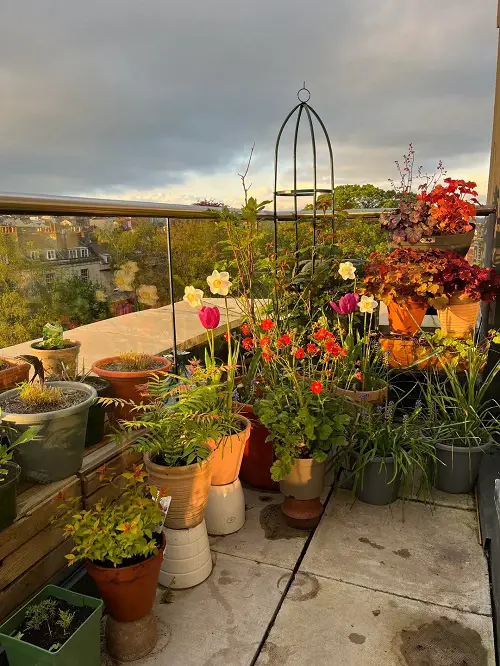 sun soaked balcony ideas Blooming in the Sun