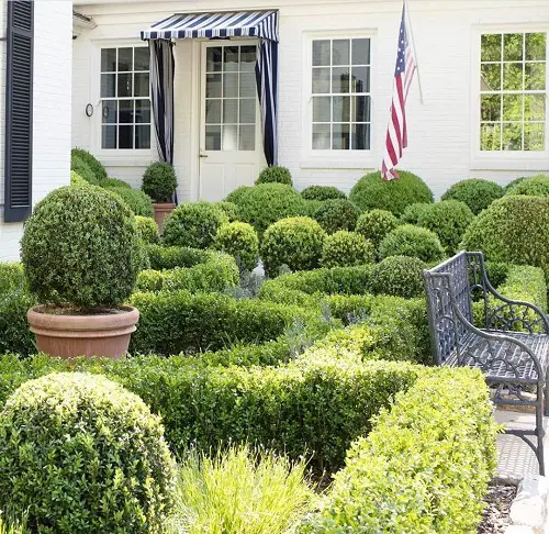 how to landscape boxwood shrub 3
