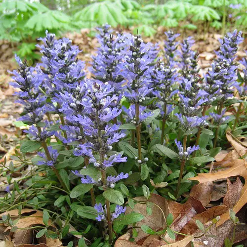 Violet Color Leaf Outdoor Plants 5