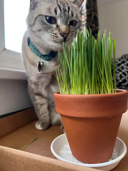Plants Every Cat Owner Should Grow Indoors 1