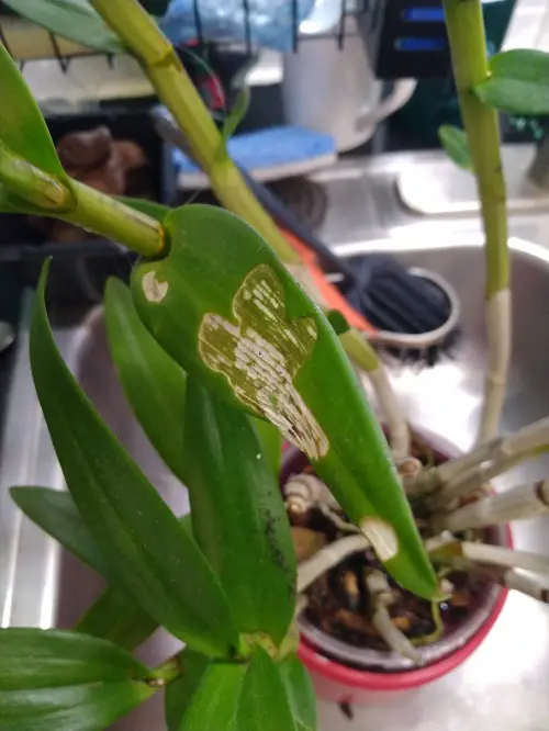 Caterpillar on orchid