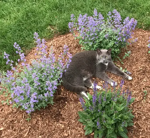 best Plants that Require Multiple Blooming Seasons