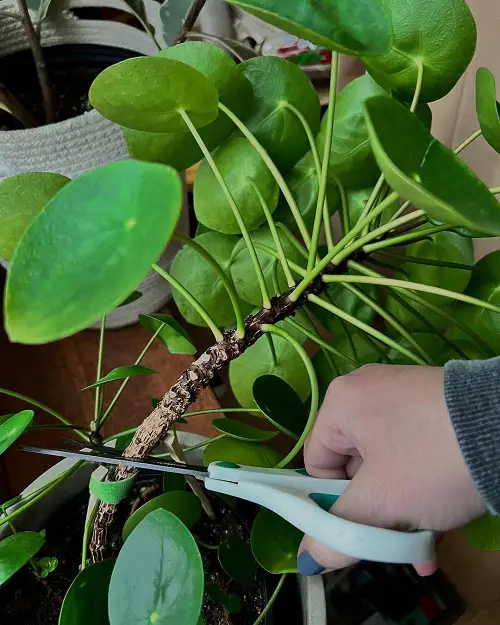 Chinese Money Plant indoor display 2 