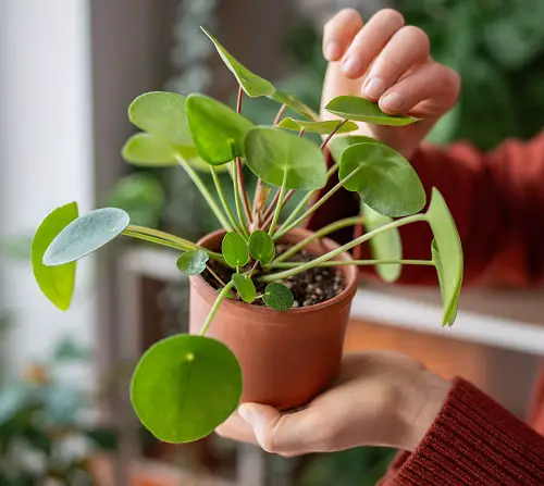 Chinese Money Plant indoor display 3