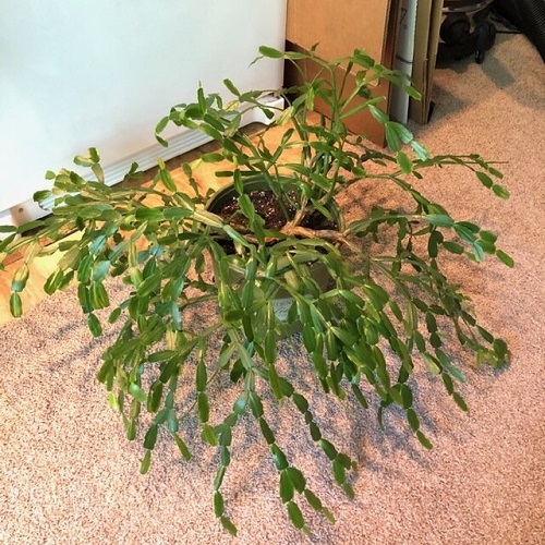 Mistakes That Stop Your Christmas Cactus From Blooming