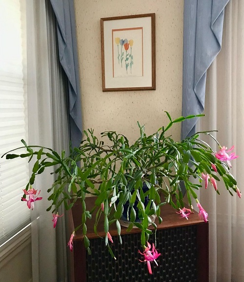 Christmas cactus in pot indoors