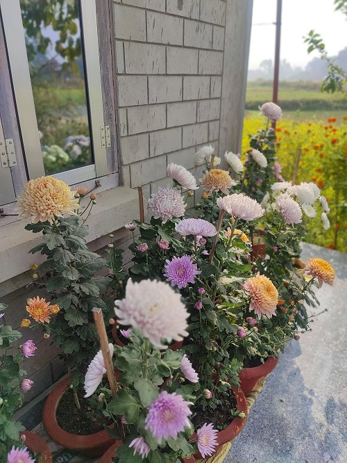 Chrysanthemum in pots along the wall