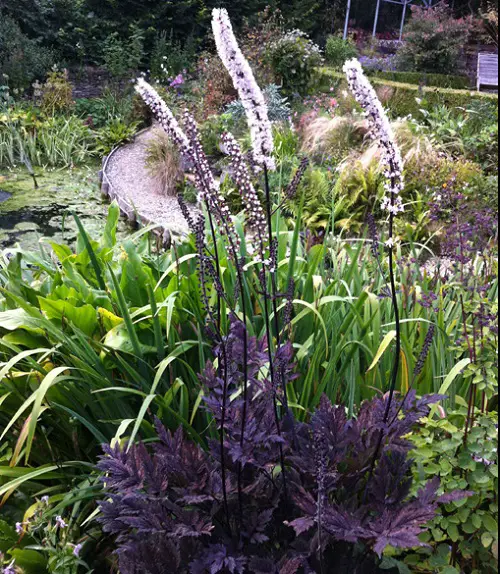 Cimicifuga racemosa ‘Purpurea’ in garden