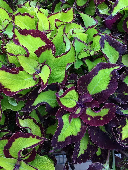 Violet Color Leaf Outdoor Plants 2
