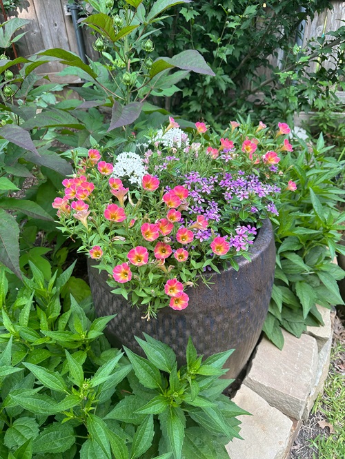 Tips to Keep your Container Plants Thriving in October