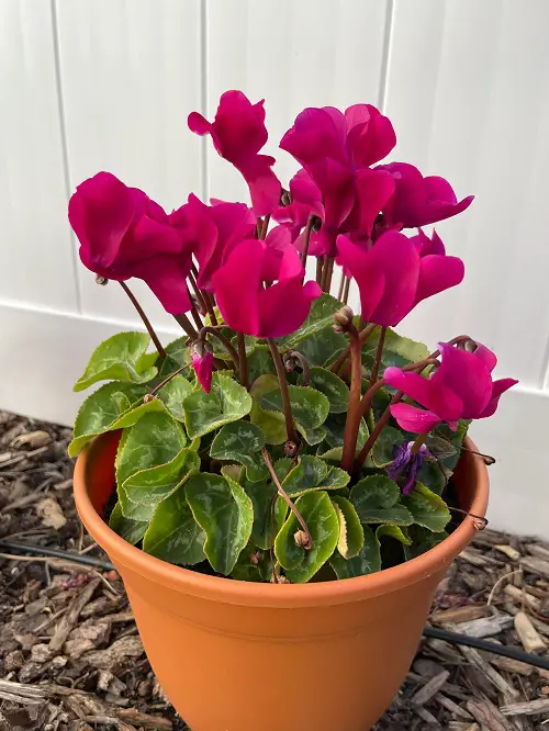 How to Keep your Cyclamen Bloom In All Winter Long 1