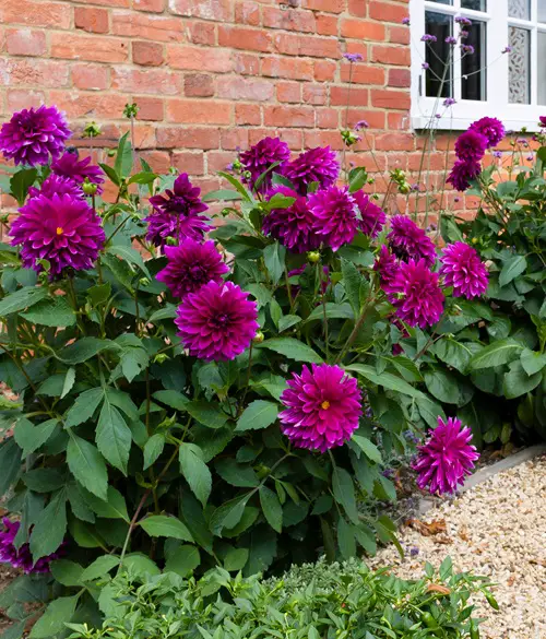 Flowers That Look Like Mums