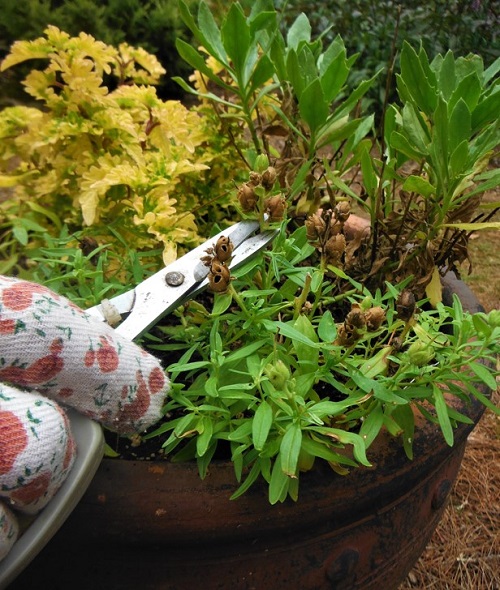 deadheading spent flowers of container pot