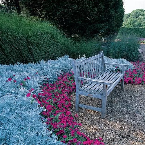 Dusty Miller landscape garden ideas 