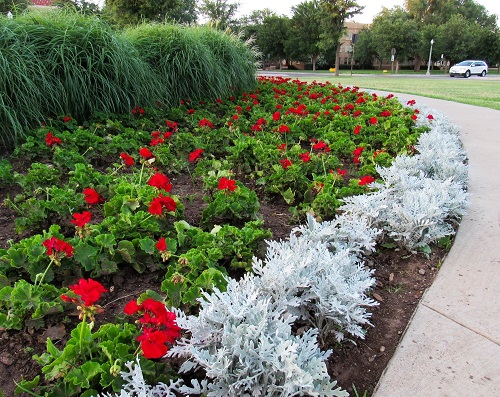 best dusty miller landscaping ideas 4