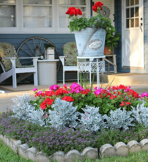 ways to landscape dusty miller 