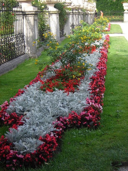 best dusty miller landscaping ideas 2