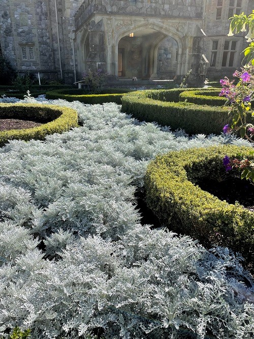 ways to landscape dusty miller 3