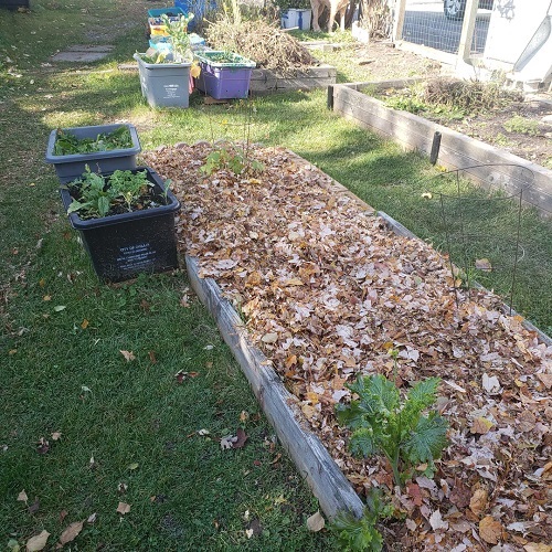 fallen leaves mulch in garden