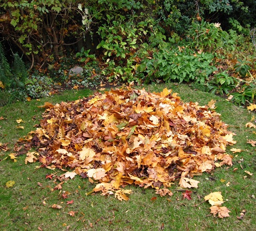 fallen leaves mound in garden