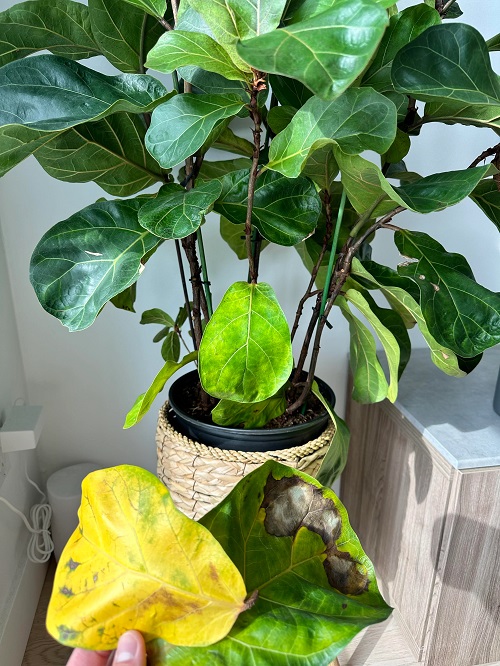 pruning damaged leaves of fiddle leaf fig