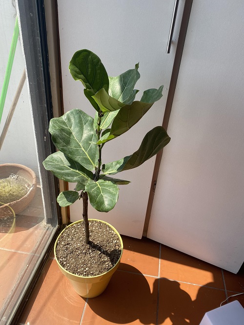 Fiddle leaf fig plant near window