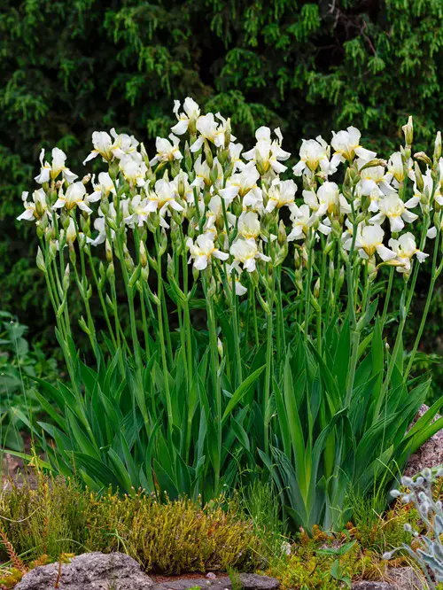 Multi-Blooming Perennials