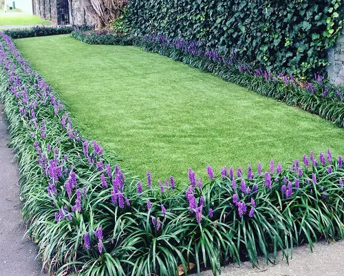 lilyturf ground cover