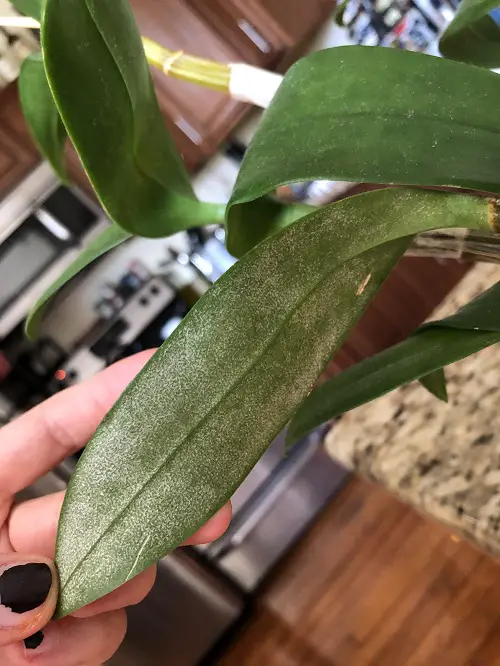 spider mites on orchid leaves