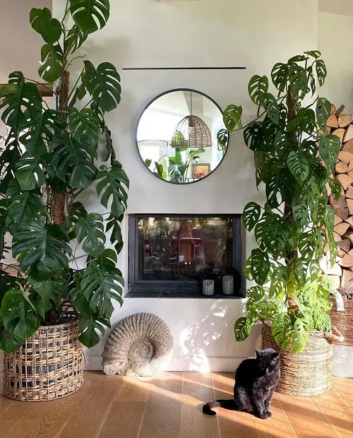 ways to style monstera plant indoors 5