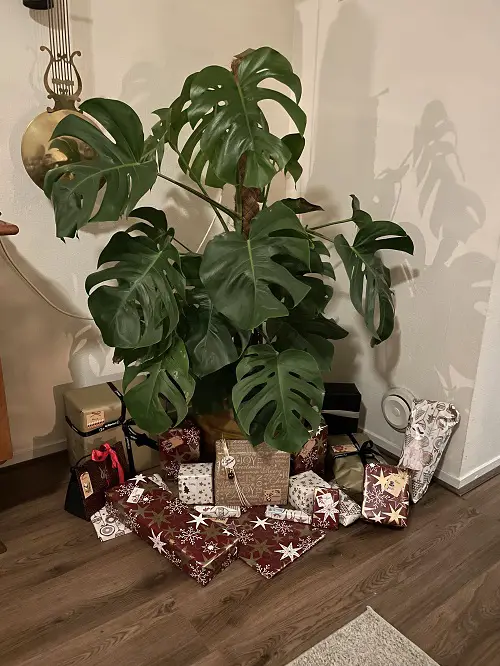 ways to style monstera plant indoors 3