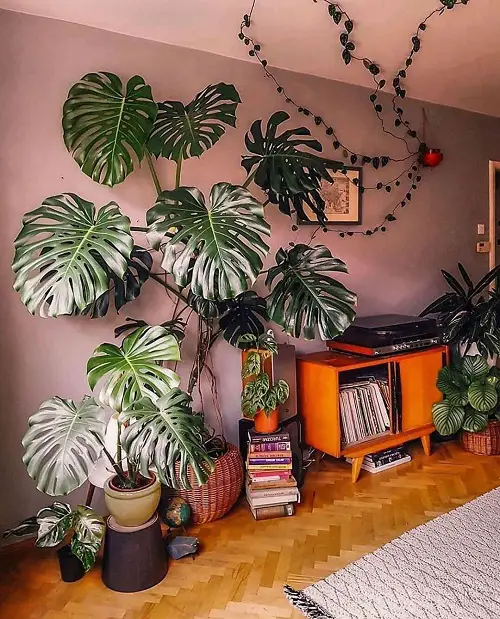 large monstera plant in pot