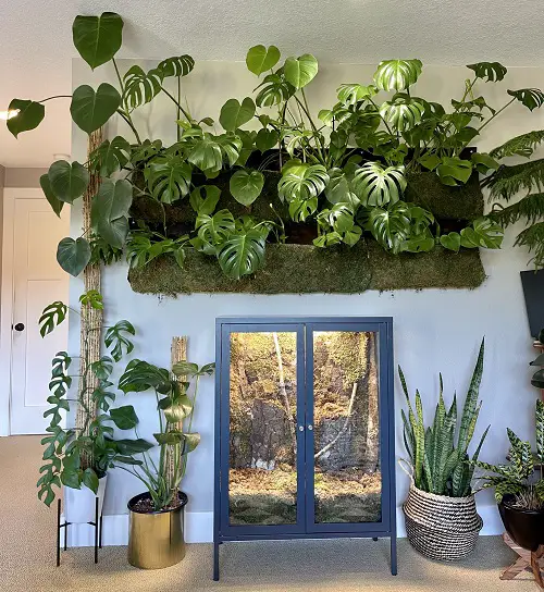 ways to style monstera plant indoors 4