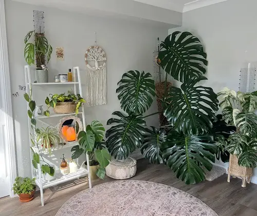 Monstera pot indoor ideas 4