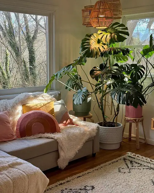 Monstera pot indoor ideas 1