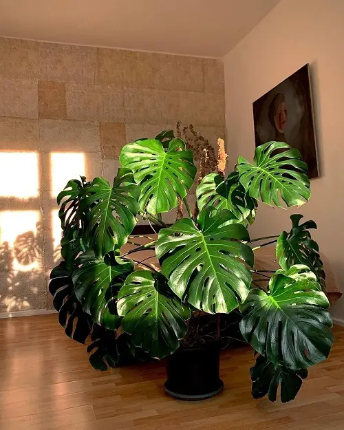 Monstera pot indoor ideas 2