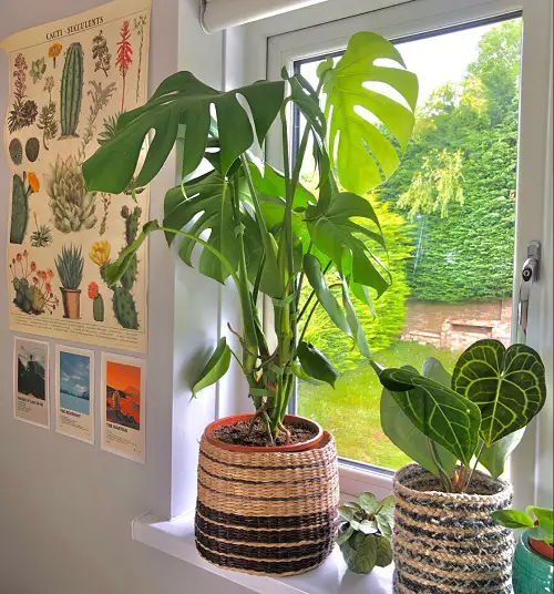 Monstera Decorate Ideas 2