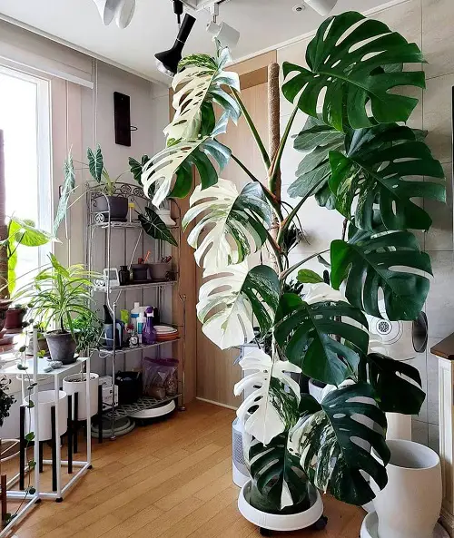 Monstera pot indoor ideas 2
