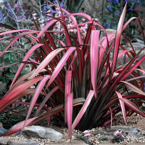 Pink Leaf Outdoor Plants for Year Round Color 2