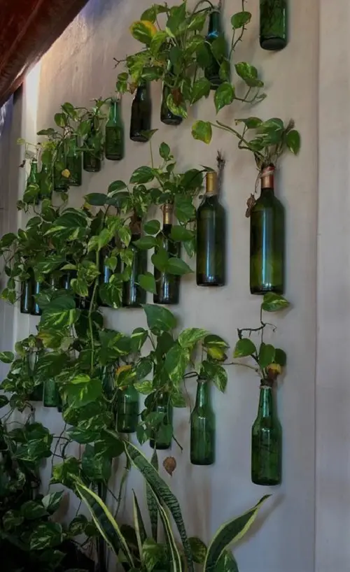 Decorative Pothos water arrangements 4