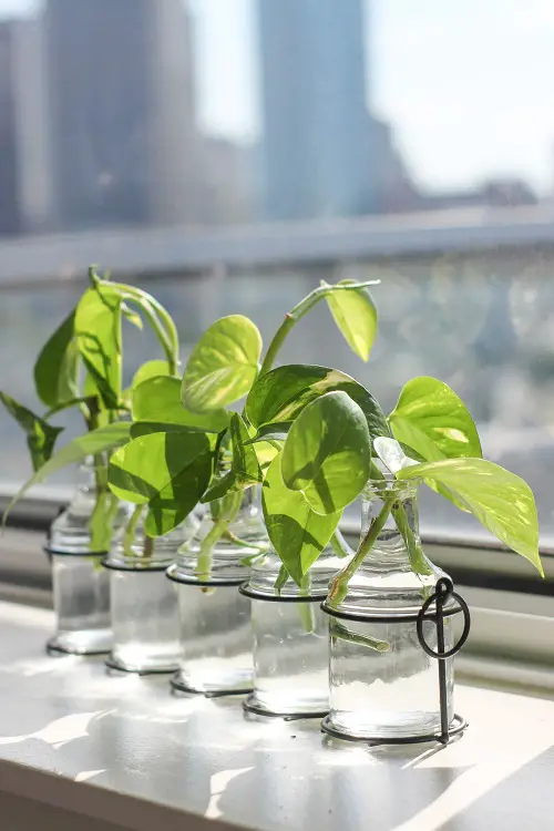 Innovative Pothos water setups 6