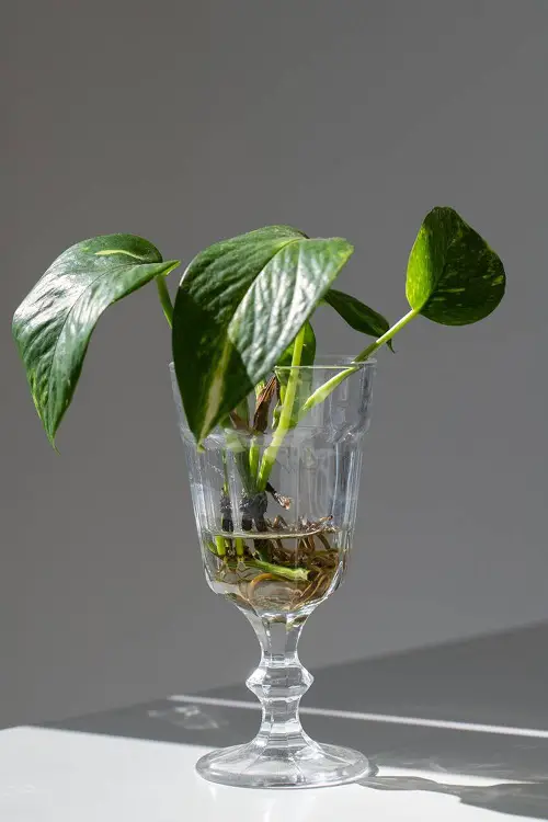 Innovative Pothos water setups 2