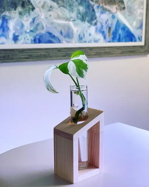 pothos in water creative ideas 4