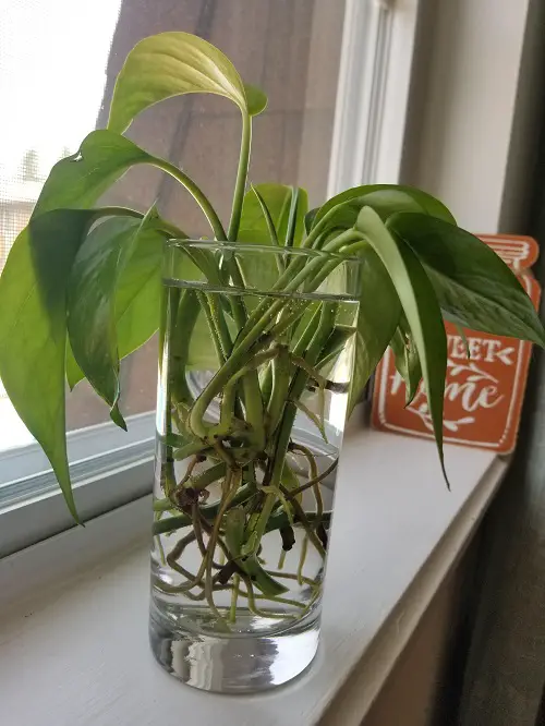 propagating pothos in water