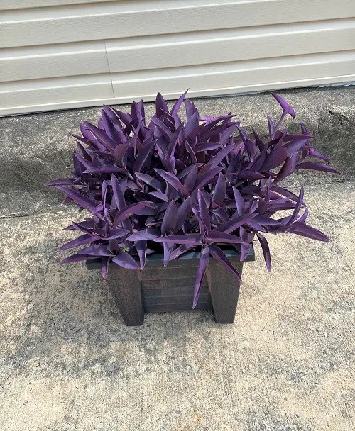 Purple heart plant in pot