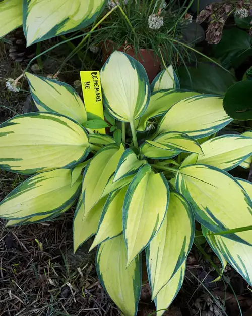 Beautiful Variegated Hosta Varieties in garden