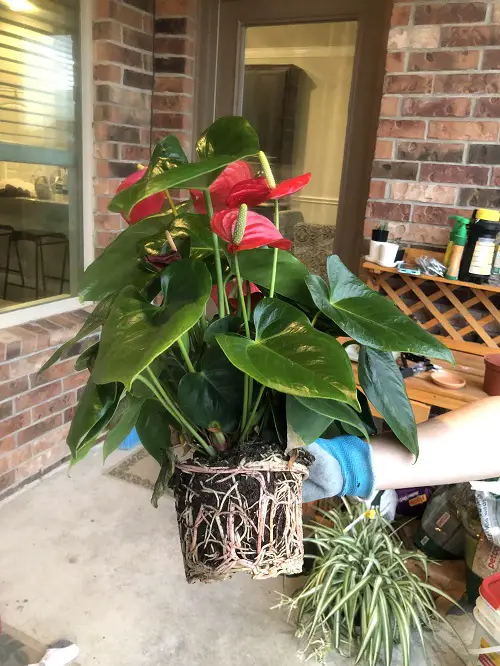 Root bound anthurium plant