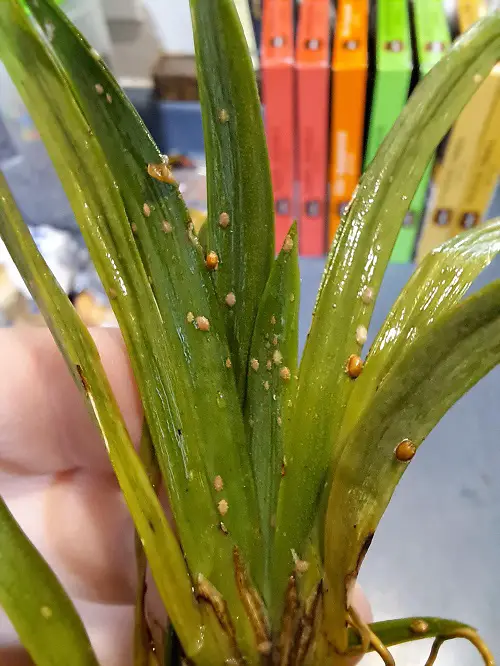 scale insects on orchid leaves