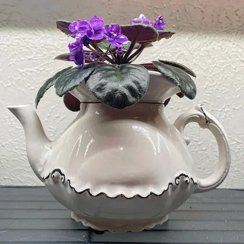 Tea Party for African Violets